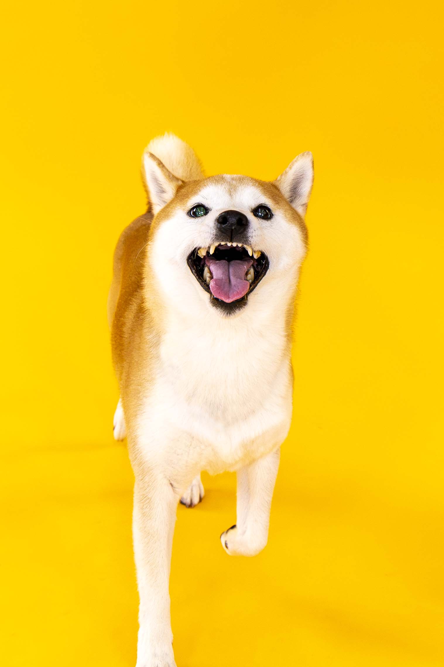 ギャラリー写真11