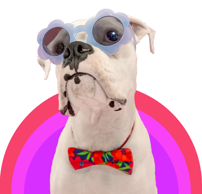 BUBBIY DOG