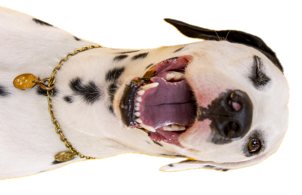 左側の犬