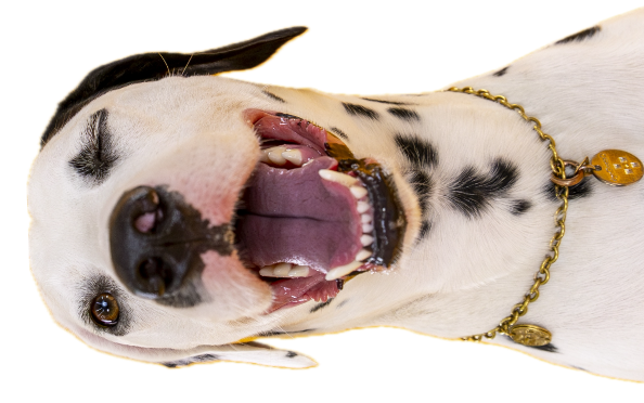 右側の犬
