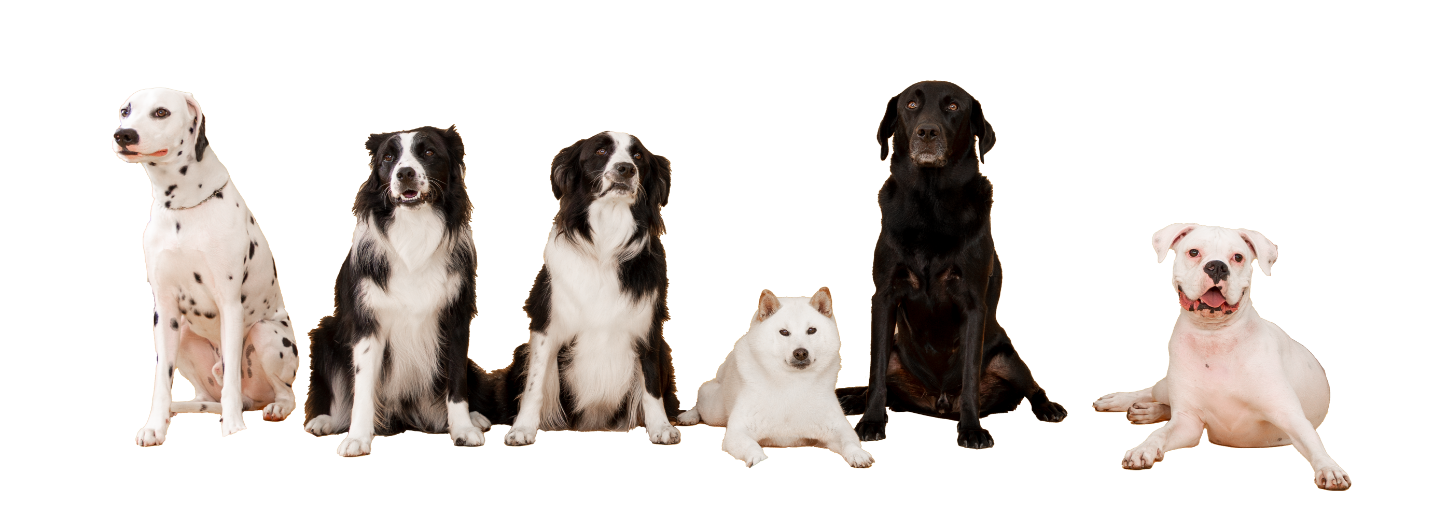 ワークスのデコ犬